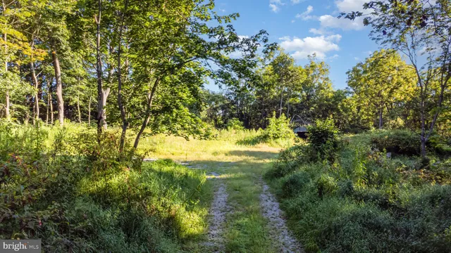 a view of a field with a tree