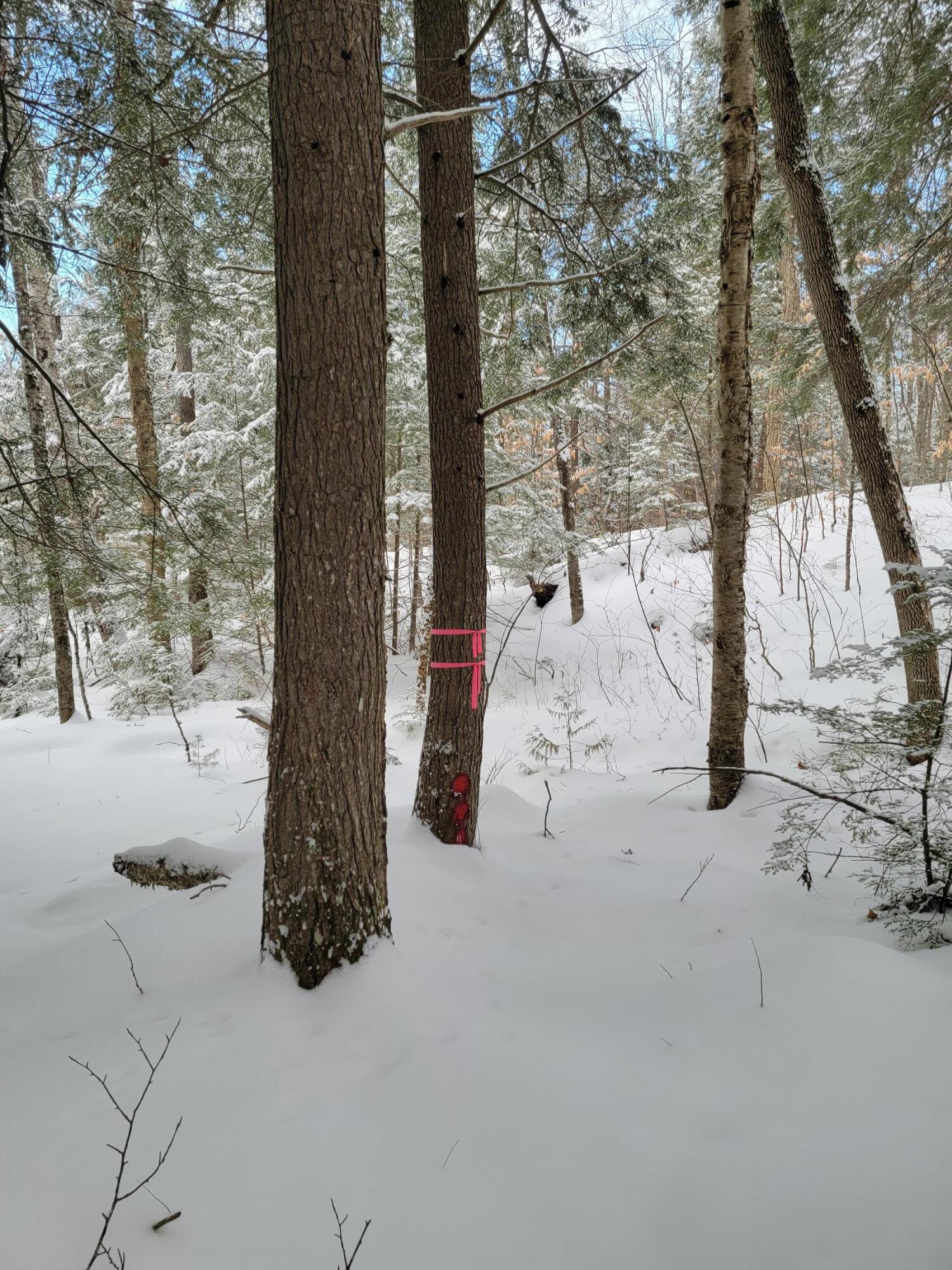0 Railroadbed Rd Lake View Milo, ME 04463 - Photo 26 of 68 20220125_143142