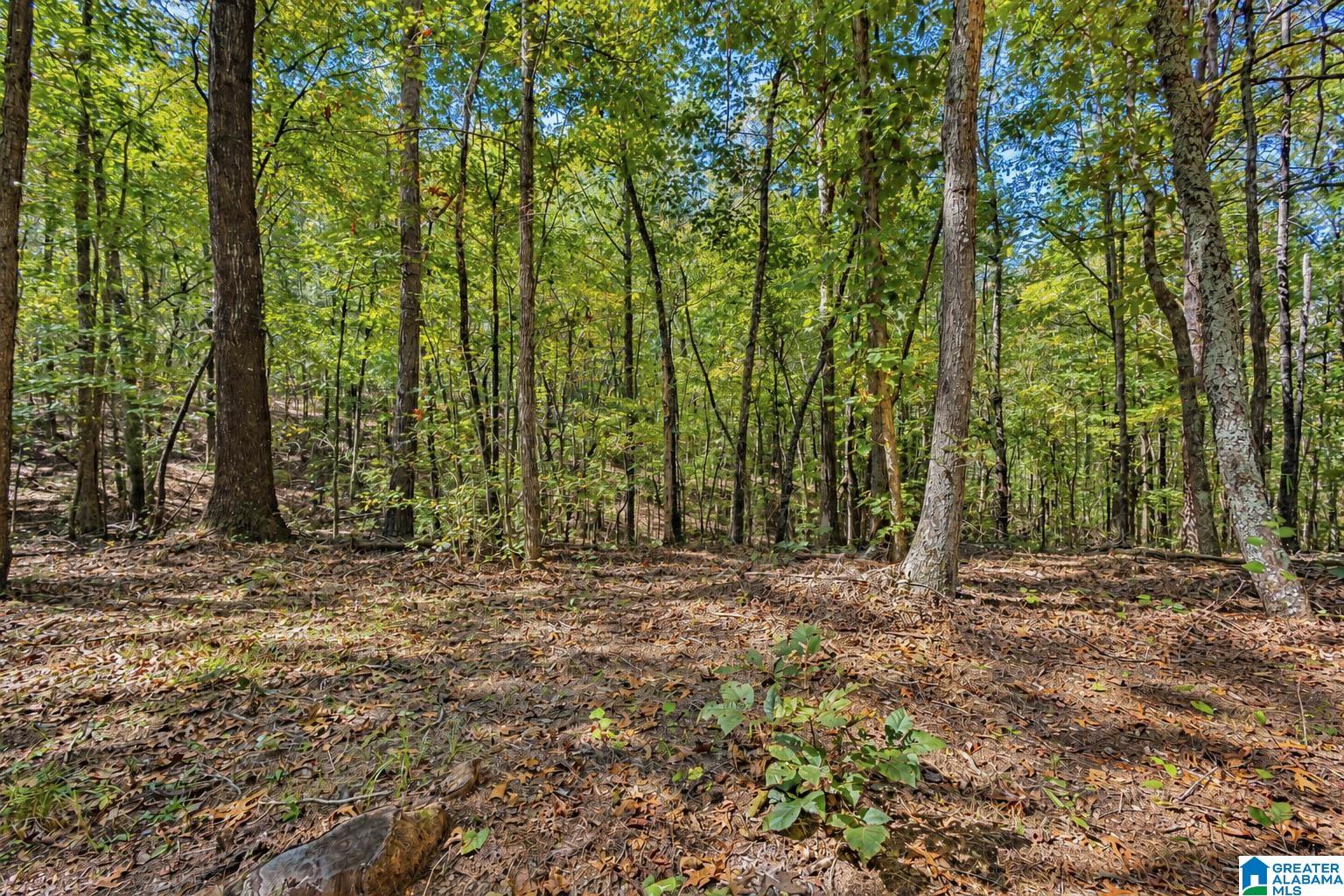 2 Lees Bridge Road, Unit TRACT 2 Delta, AL 36258 - Photo 13 of 23 Gallery Image 13
