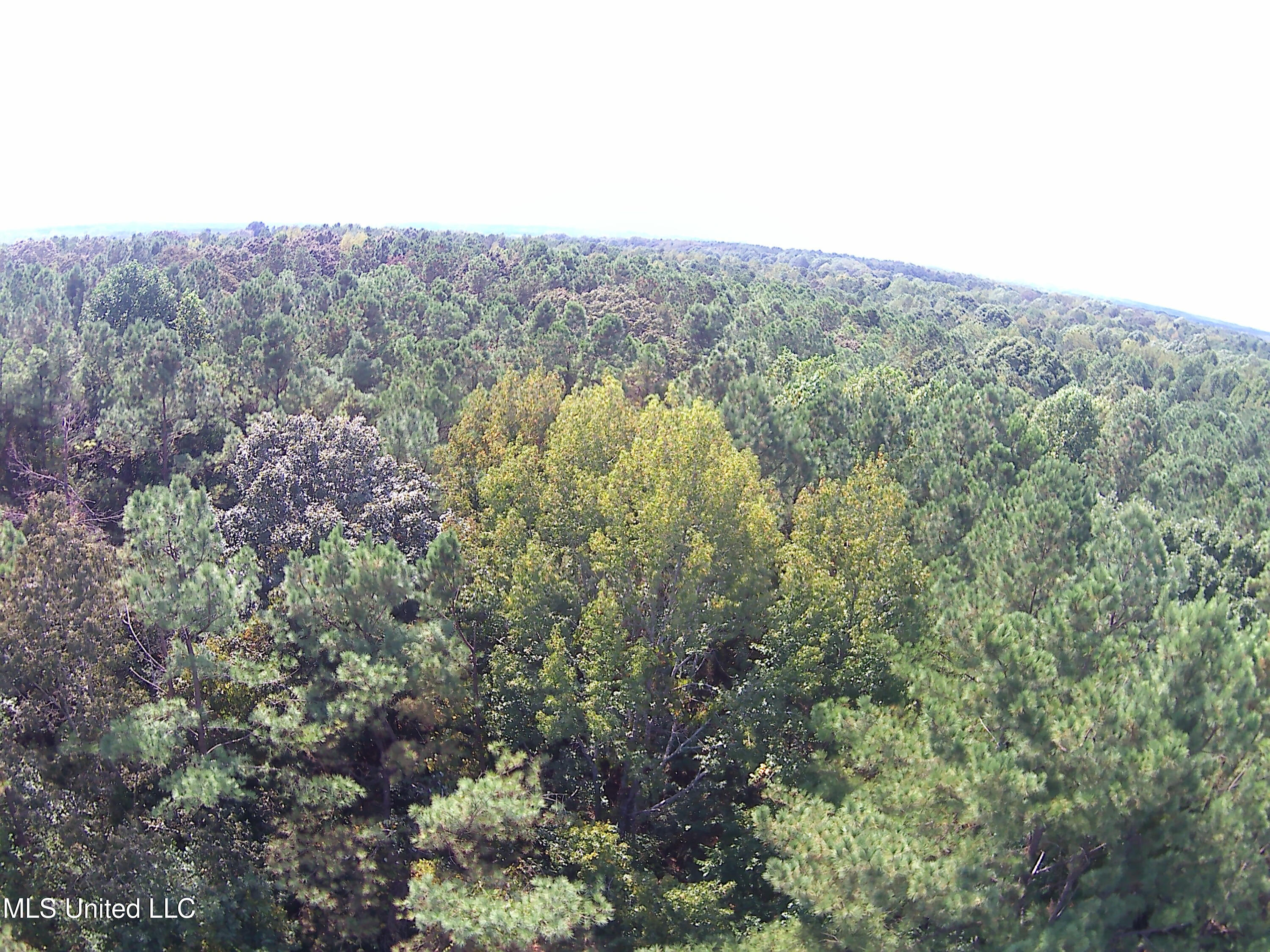 182 Chulahoma Road Holly Springs, MS 38635 - Photo 29 of 29 Backyard overview