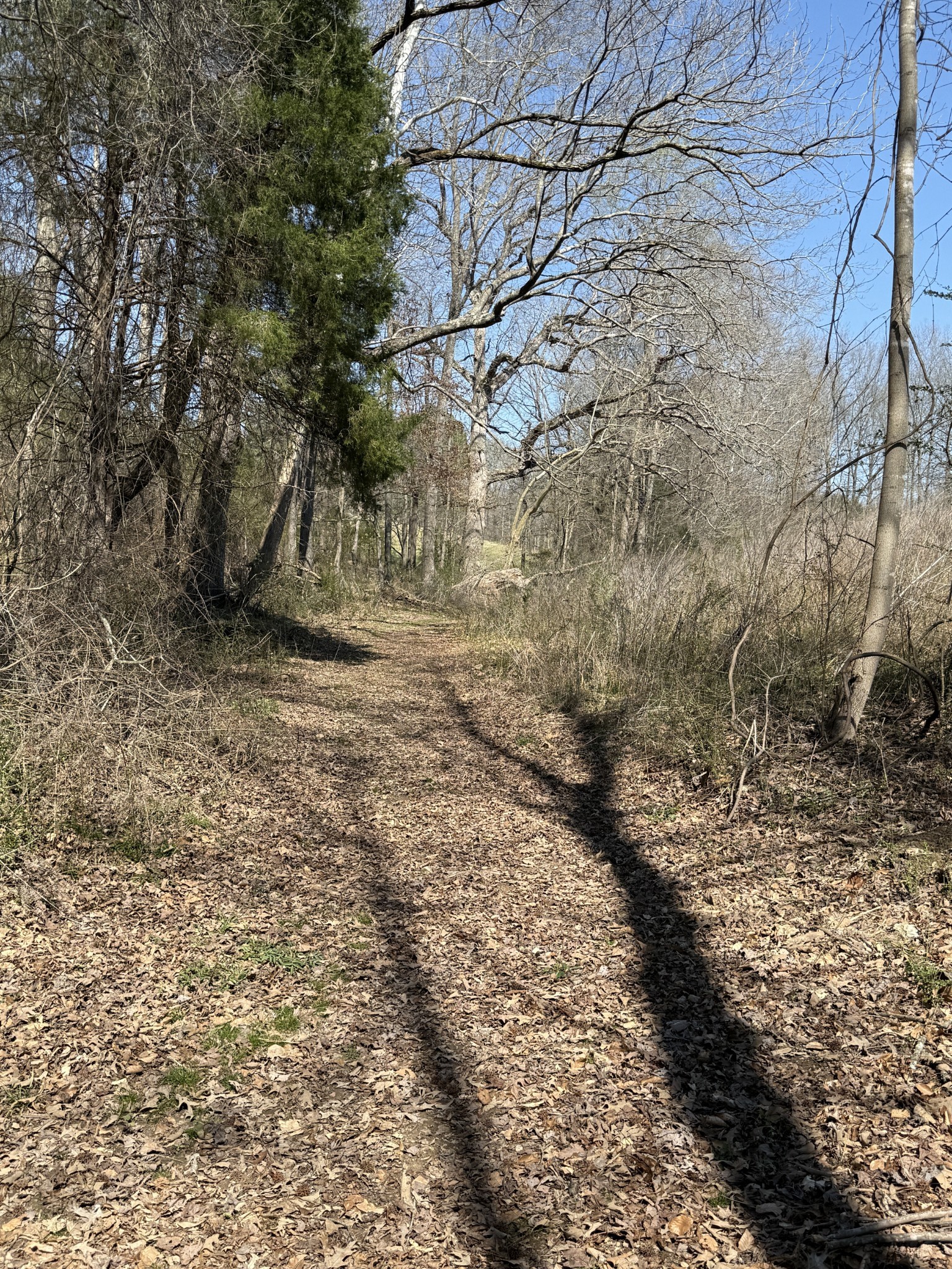 181 Ramah Road Leoma, TN 38468 - Photo 72 of 98