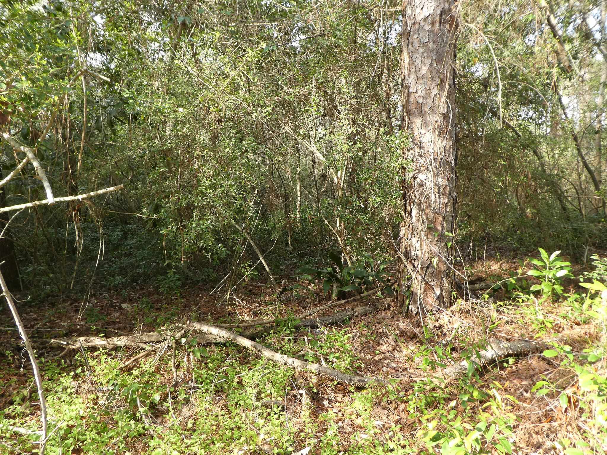 7115-7117 Thomasville Road Tallahassee, FL 32312 - Photo 2 of 61