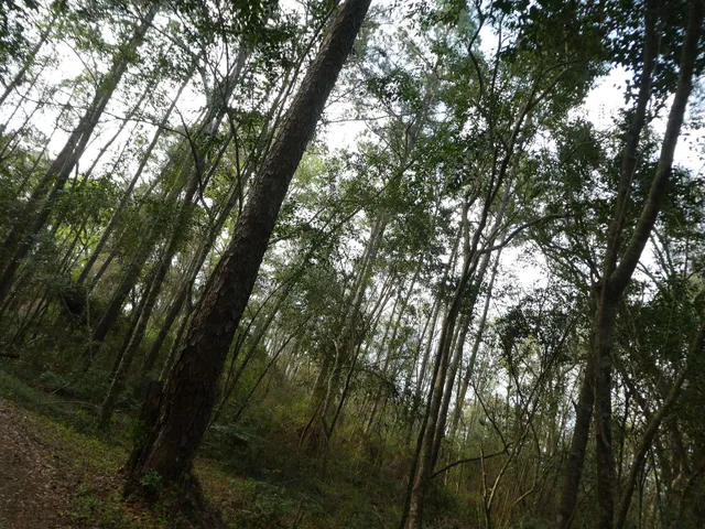 $700,000 | 7115-7117 Thomasville Road, Tallahassee, FL 32312