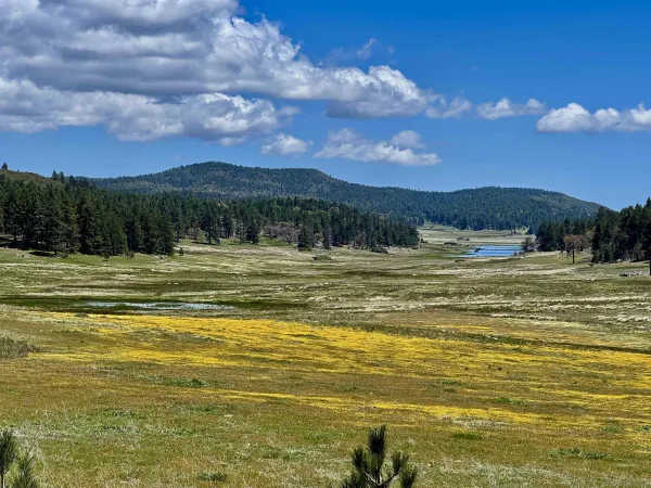 a view of a lake with houses in the background