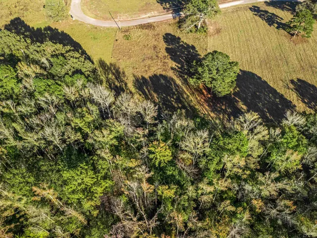 a view of a plant in a garden