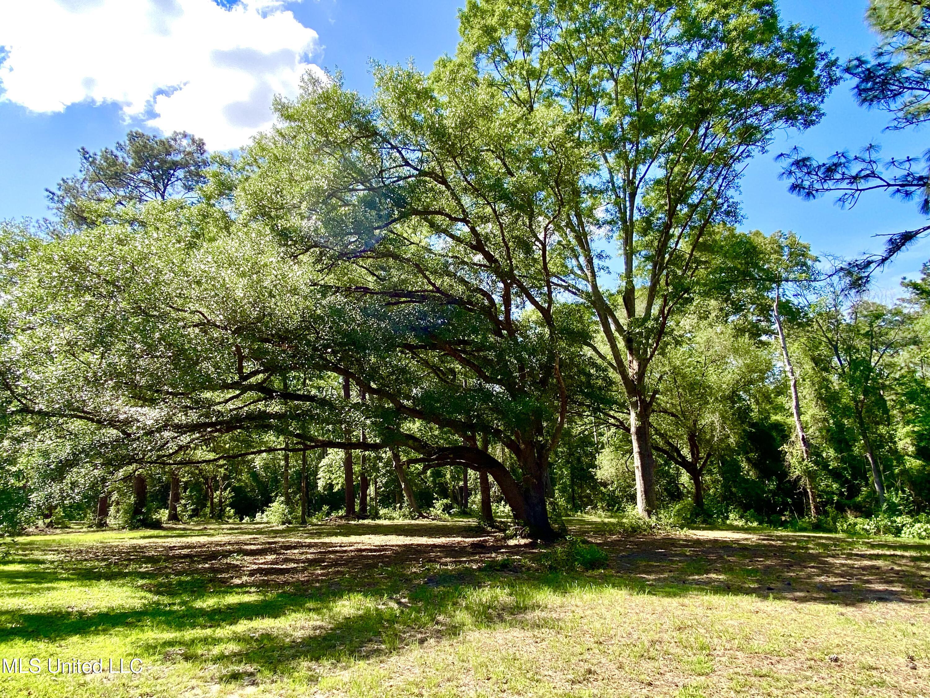 104 Baucum Road Carriere, MS 39426 - Photo 61 of 68 61, Property, IMG_3621