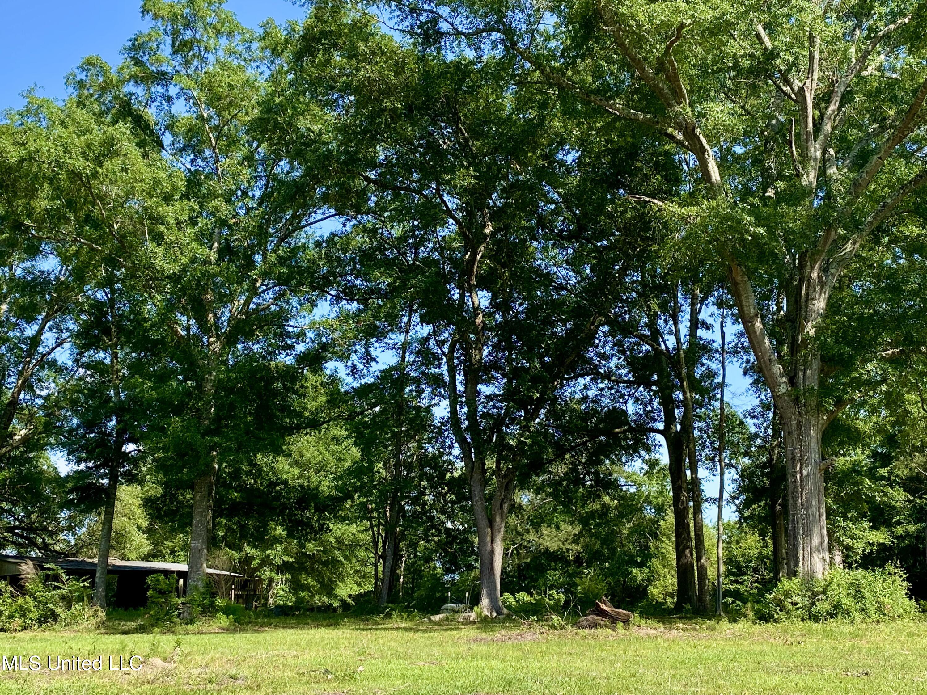 104 Baucum Road Carriere, MS 39426 - Photo 63 of 68 63, Property, IMG_3623