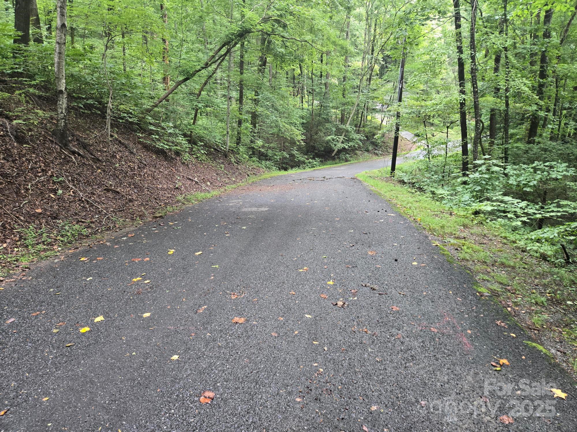 a view of a forest filled with trees