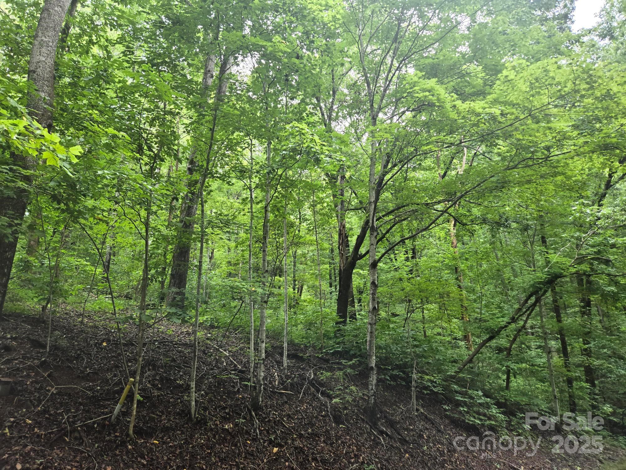 Lot 96 Chalet Rd Lake Lake Lure, NC 28746 - Photo 4 of 14 a view of forest
