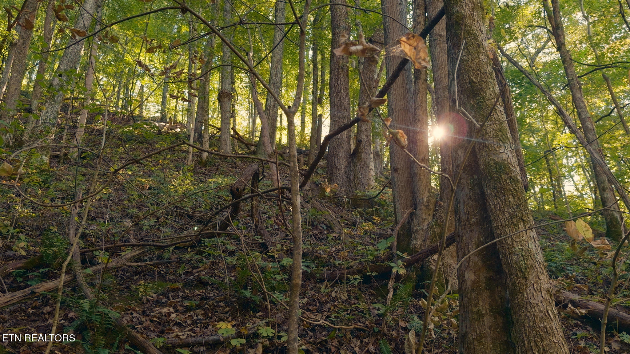 69.26-ac Wolfe Road Sneedville, TN 37869 - Photo 16 of 27 Still 2025-10-09 205647_1.7.1