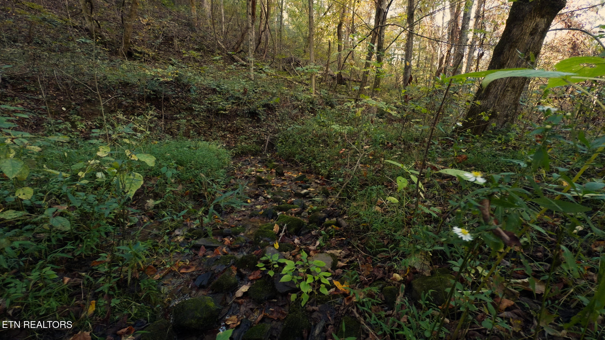 69.26-ac Wolfe Road Sneedville, TN 37869 - Photo 21 of 27 Still 2025-10-09 210128_1.5.1