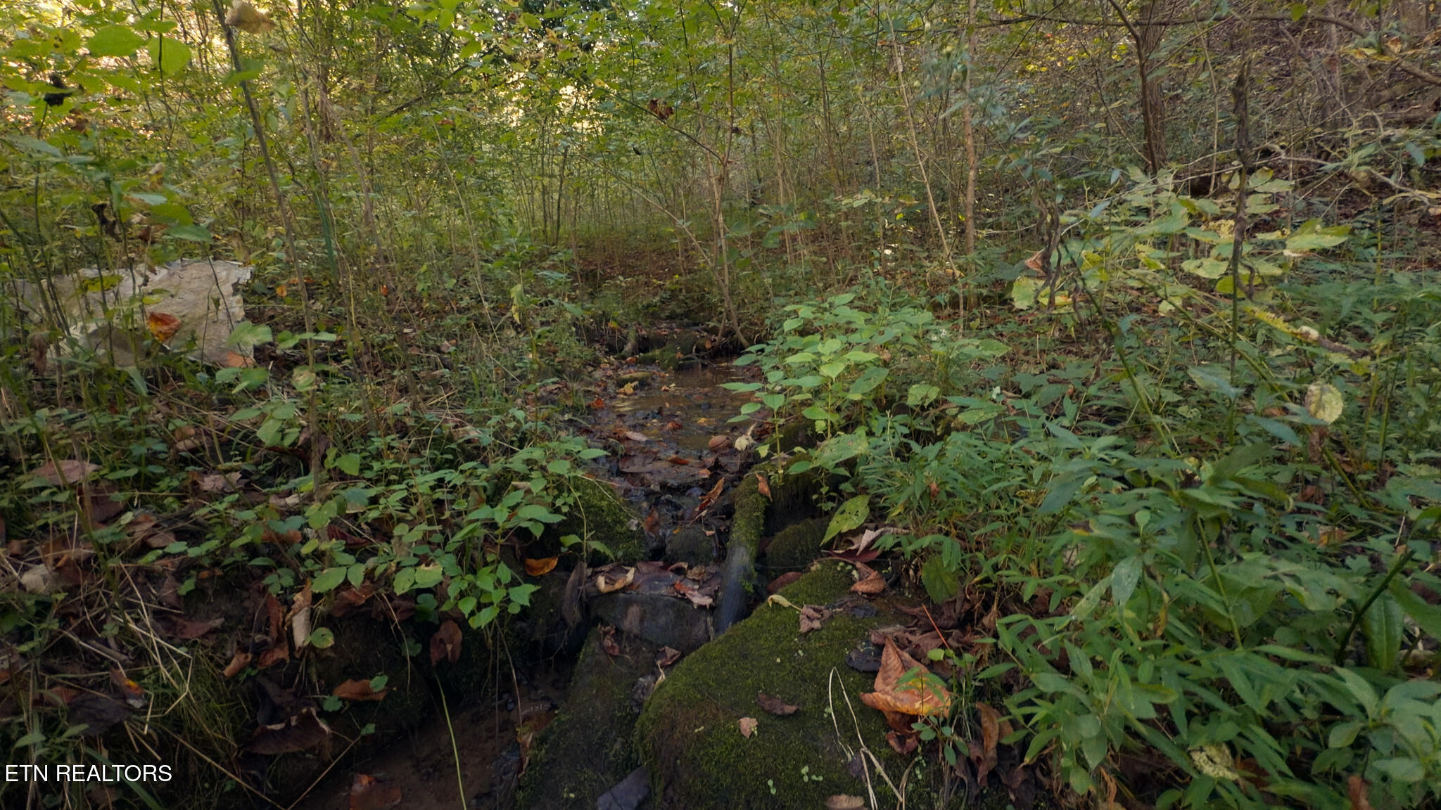 69.26-ac Wolfe Road Sneedville, TN 37869 - Photo 22 of 27 Still 2025-10-09 210157_1.6.1