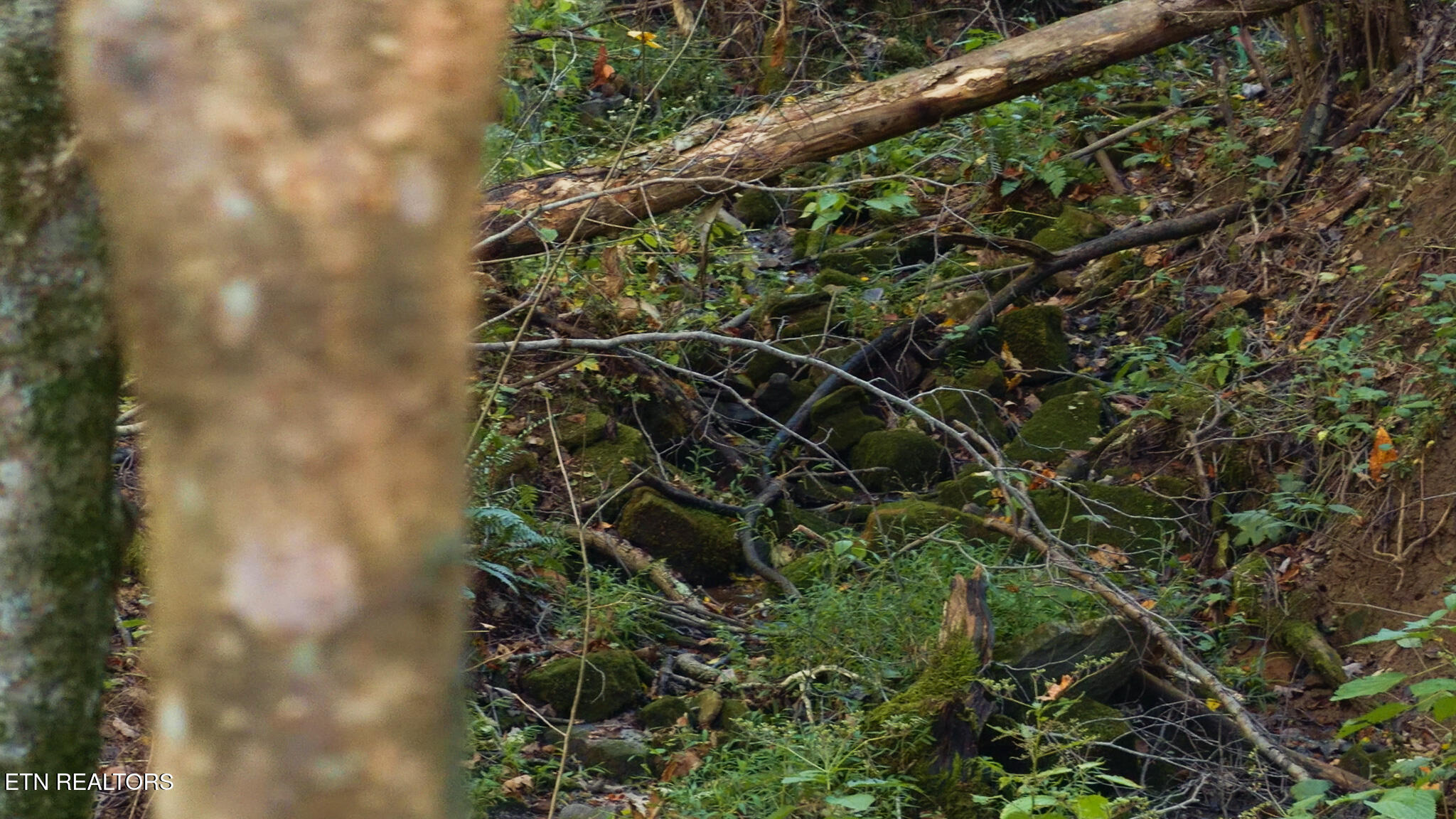 69.26-ac Wolfe Road Sneedville, TN 37869 - Photo 24 of 27 Still 2025-10-09 211000_1.30.1