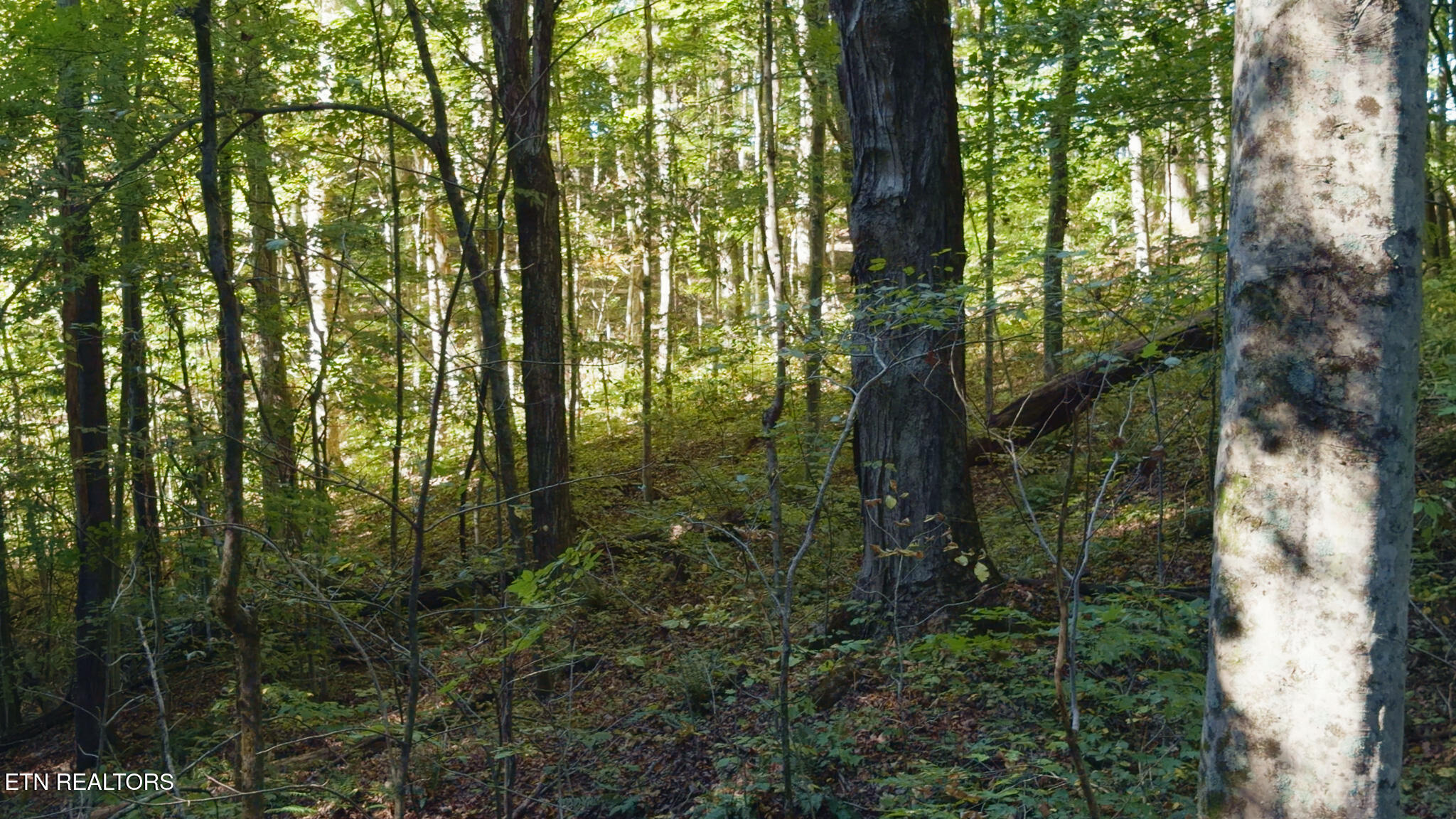 69.26-ac Wolfe Road Sneedville, TN 37869 - Photo 26 of 27 Still 2025-10-09 211258_1.32.2