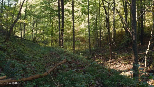 $260,000 | 69.26-ac Wolfe Road, Sneedville, TN 37869