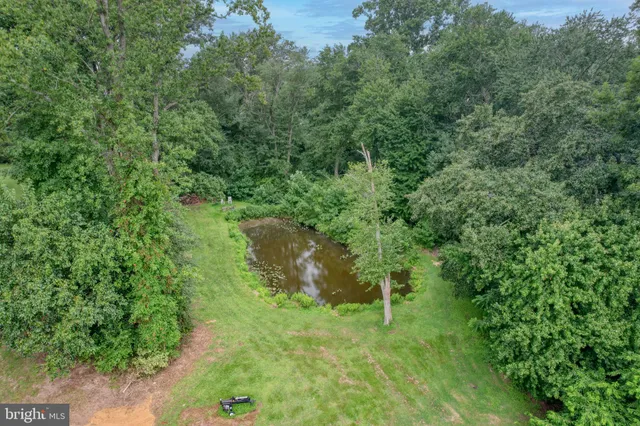 a lush green forest with lots of trees