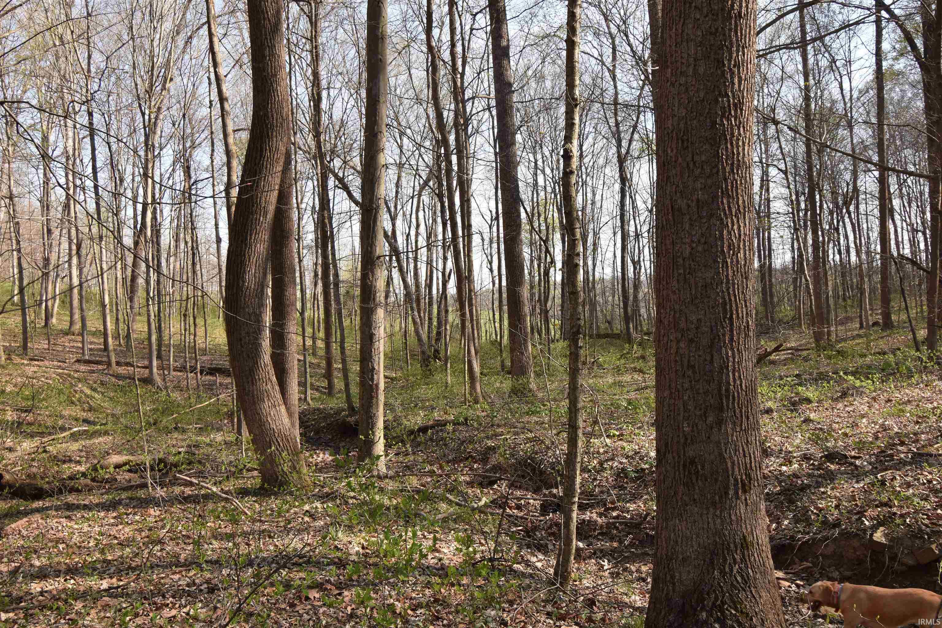 998 East Phillips Road English, IN 47118 - Photo 21 of 35