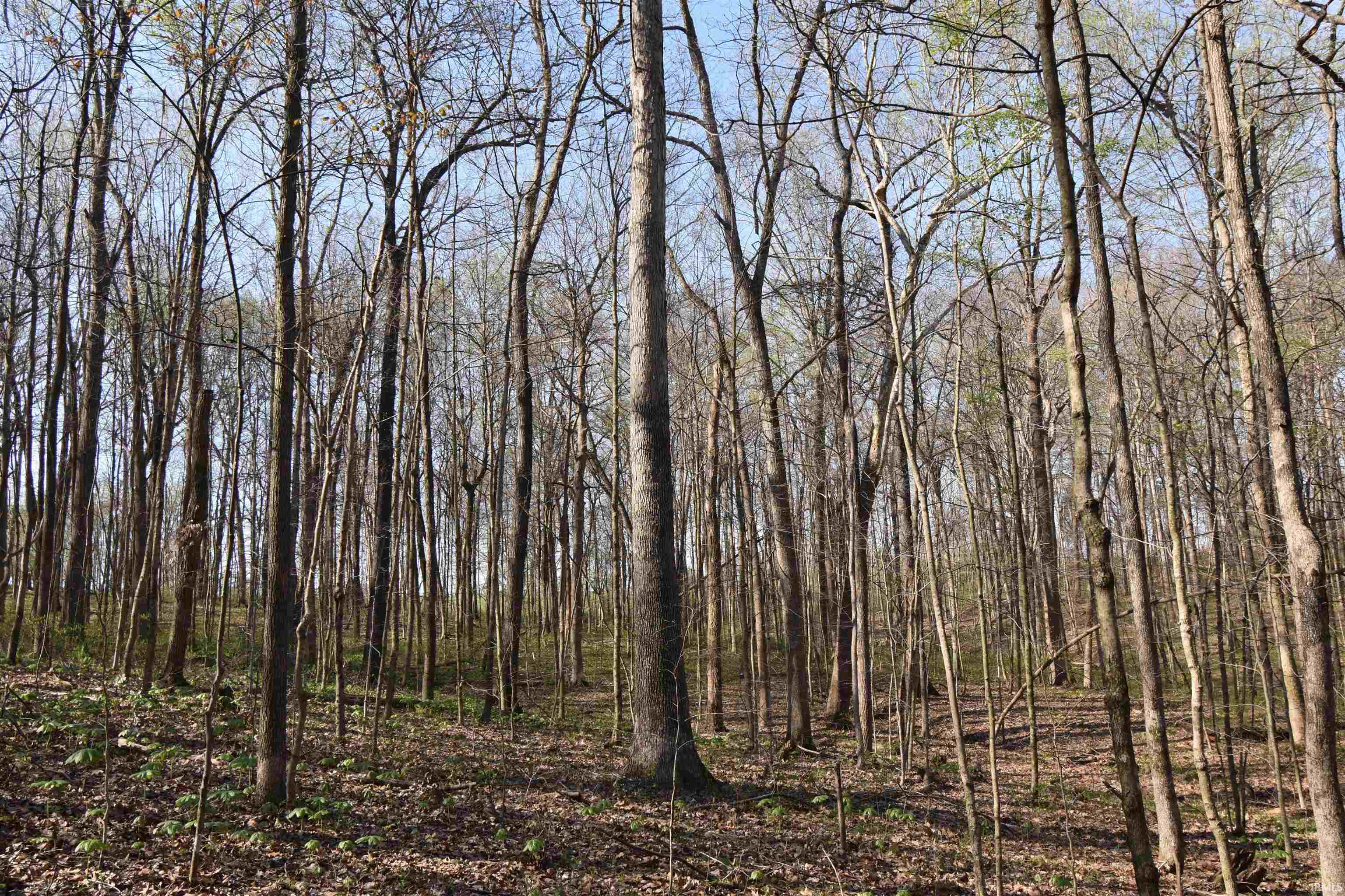 998 East Phillips Road English, IN 47118 - Photo 23 of 35
