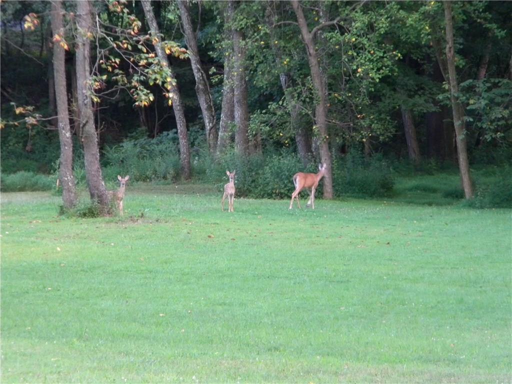 208 Springdale Road Venetia, PA 15367 - Photo 3 of 25 A wildlife haven.