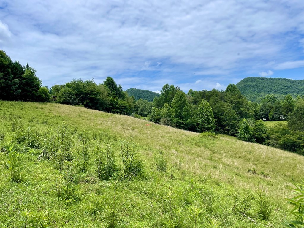 531 Rudd Hollow Road Townsend, TN 37882 - Photo 8 of 25 a view of a big yard with large trees