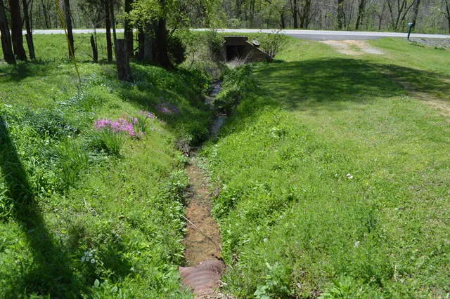 a view of a garden with a tree