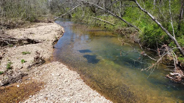 a view of a yard with plants and trees