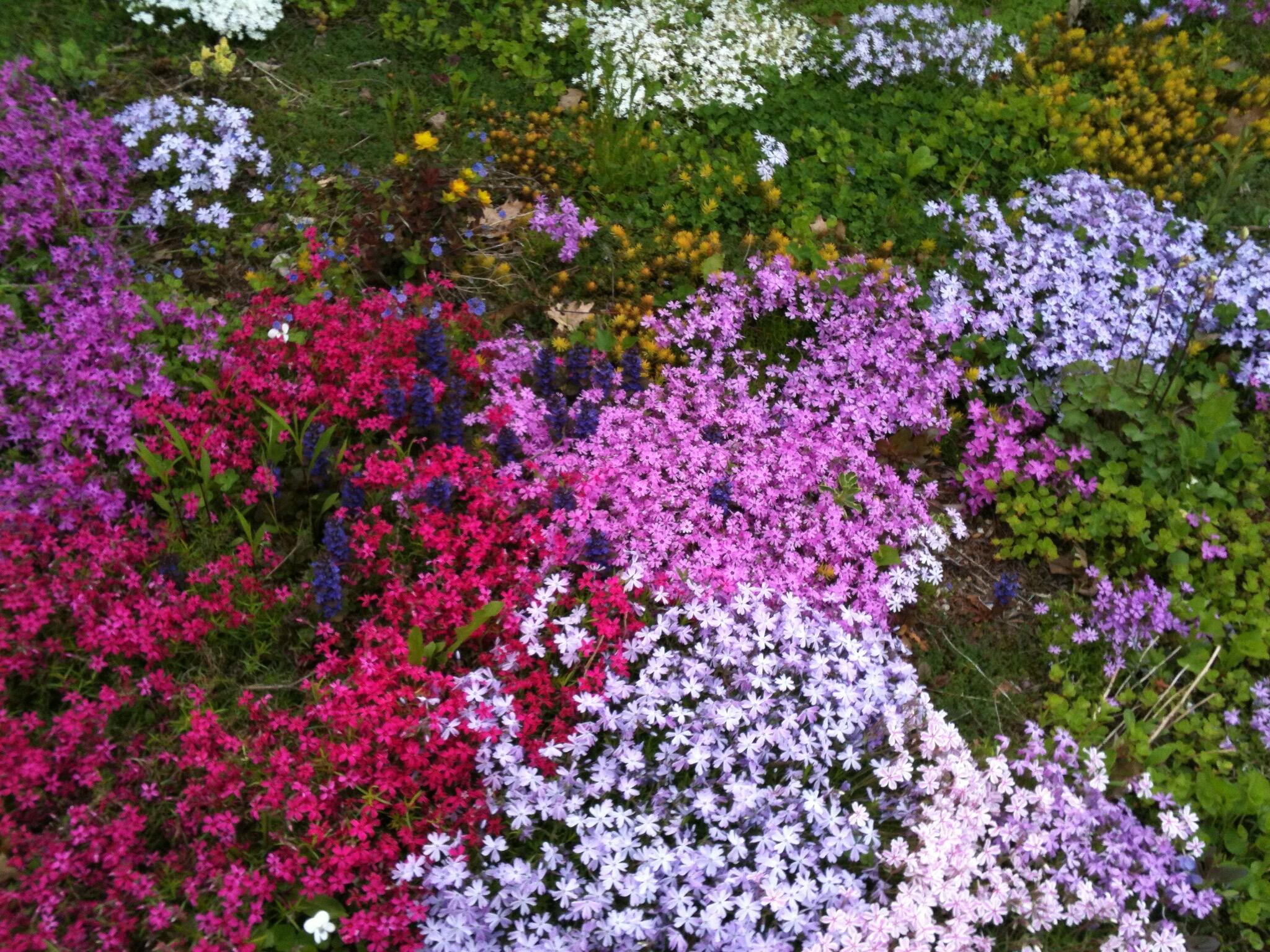 56 Oxhorn Road Wiscasset, ME 04578 - Photo 40 of 49 bloom5