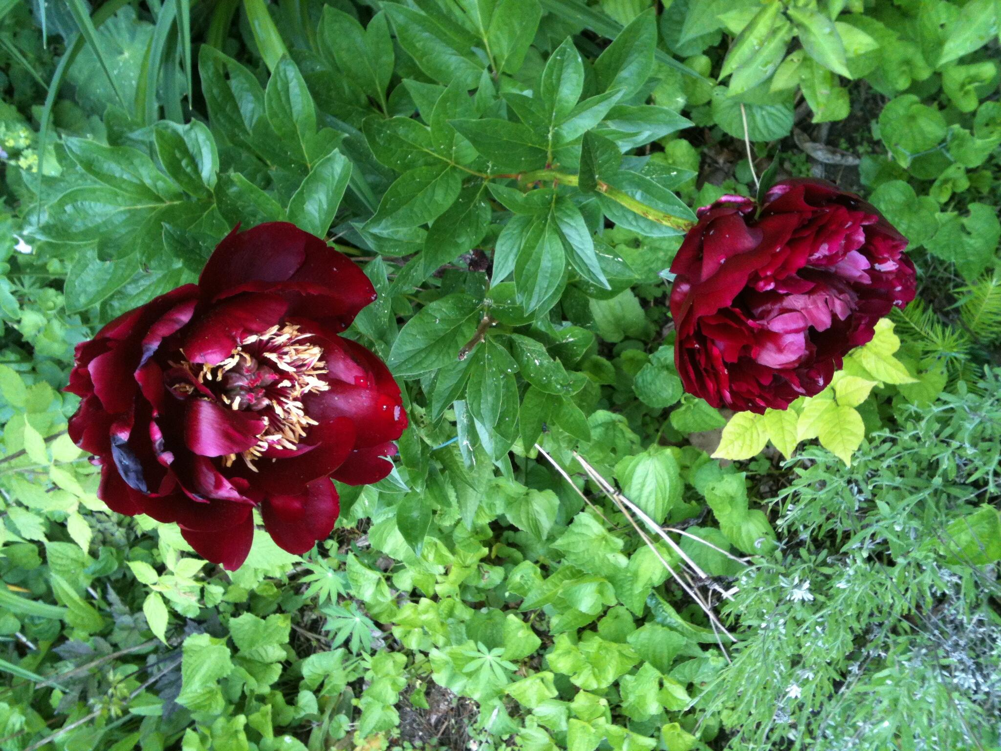 56 Oxhorn Road Wiscasset, ME 04578 - Photo 43 of 49 IMG_0259