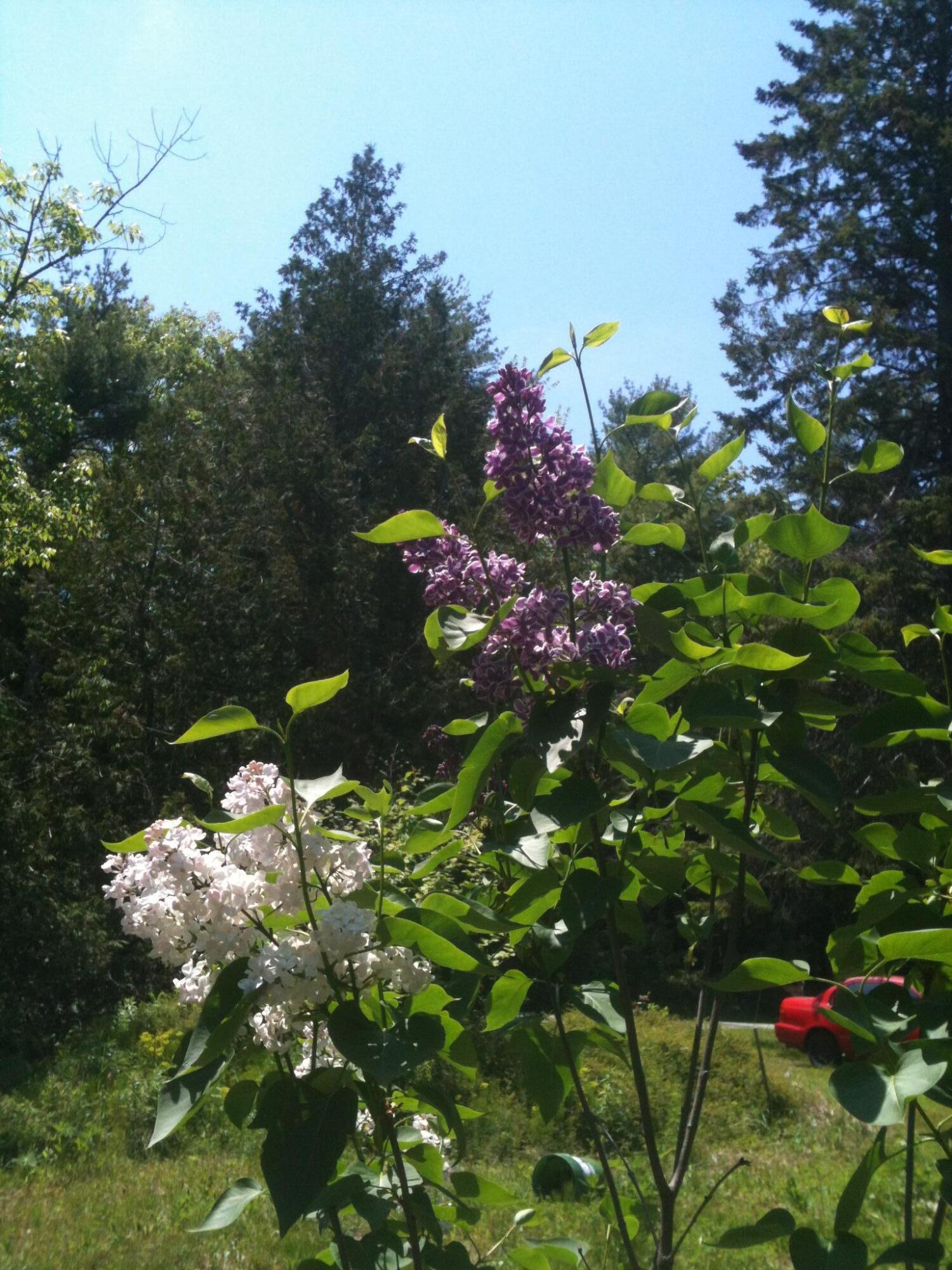 56 Oxhorn Road Wiscasset, ME 04578 - Photo 46 of 49 IMG_0704