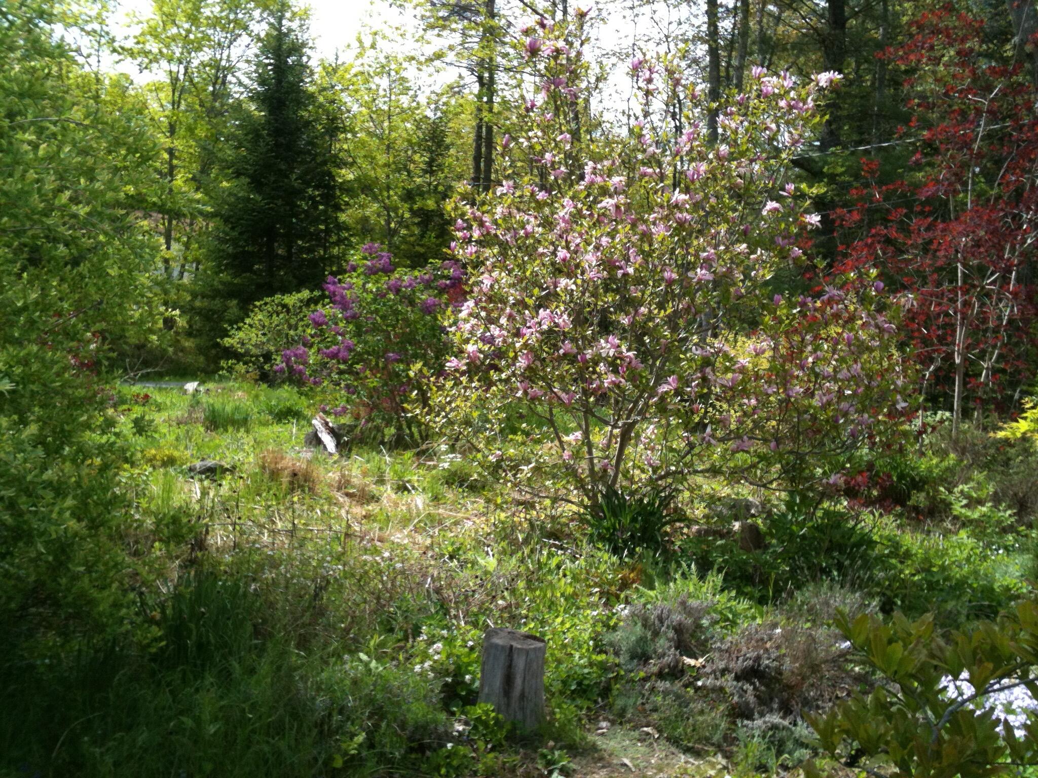 56 Oxhorn Road Wiscasset, ME 04578 - Photo 47 of 49 magnol