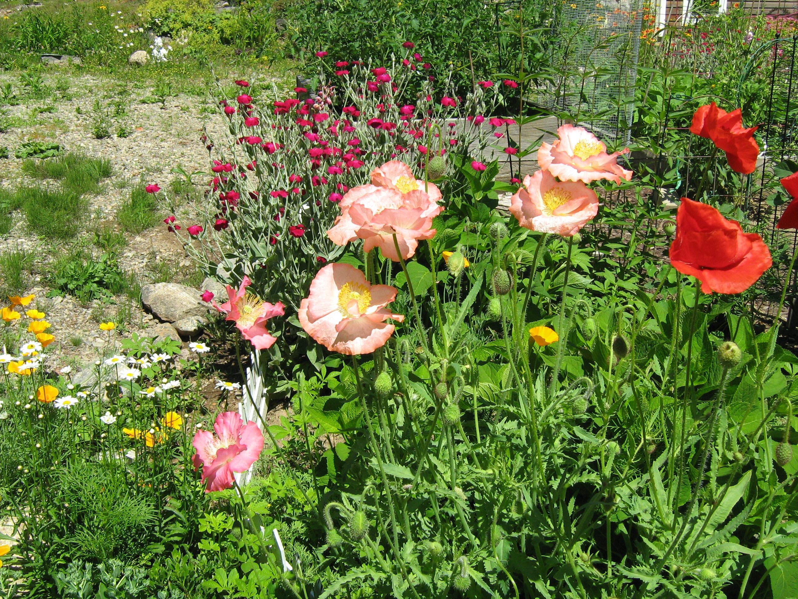 56 Oxhorn Road Wiscasset, ME 04578 - Photo 48 of 49 poppie