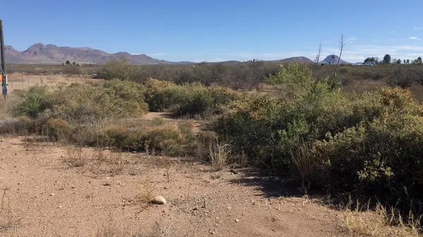 a view of a forest with trees in the background