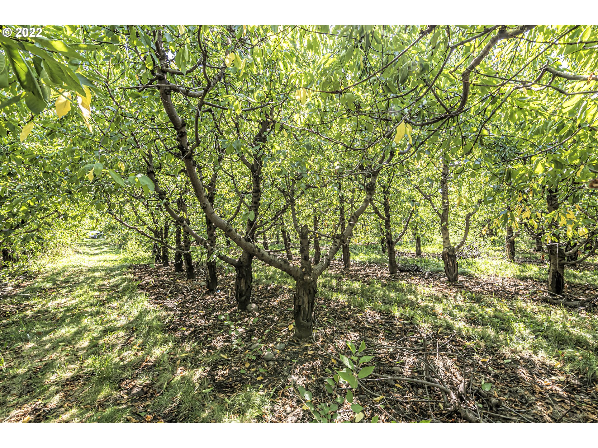 53486 Ruby Lane Milton Freewater, OR 97862 - Photo 26 of 27 a view of a yard with a tree