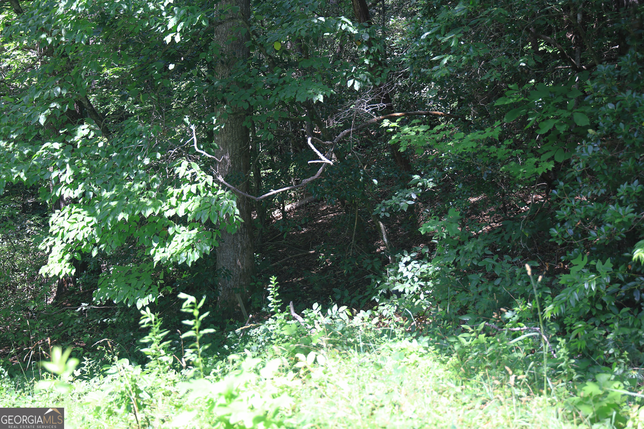 29 Cool Spring Lane Clayton, GA 30525 - Photo 12 of 15 a view of tree