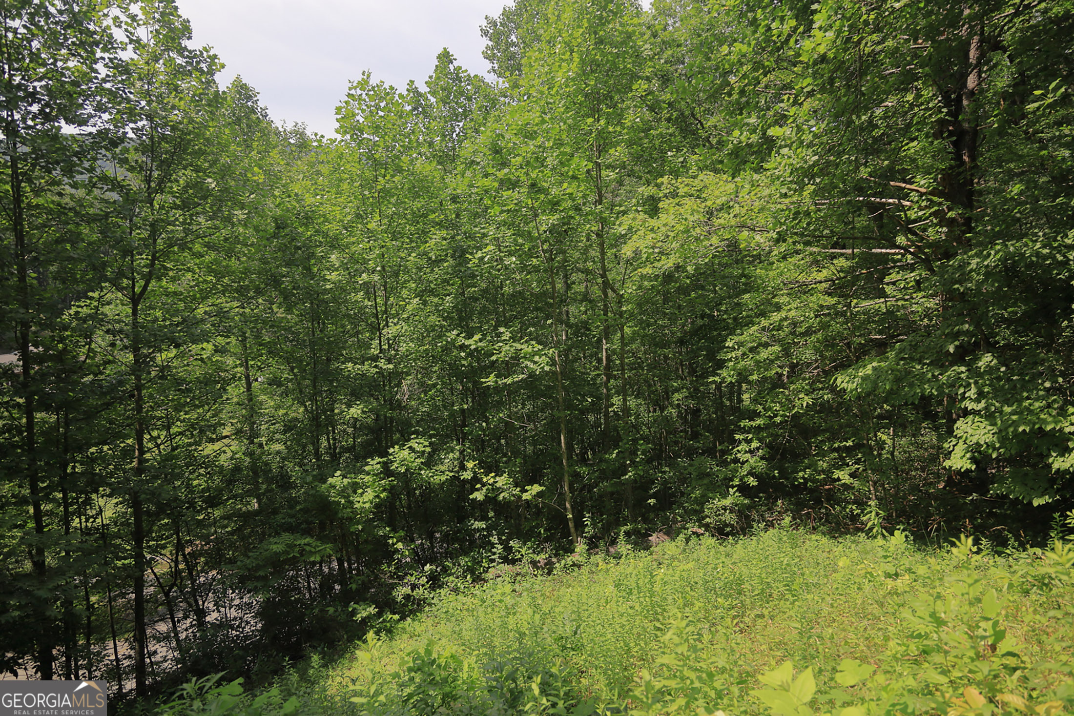 29 Cool Spring Lane Clayton, GA 30525 - Photo 13 of 15 a view of a lush green forest