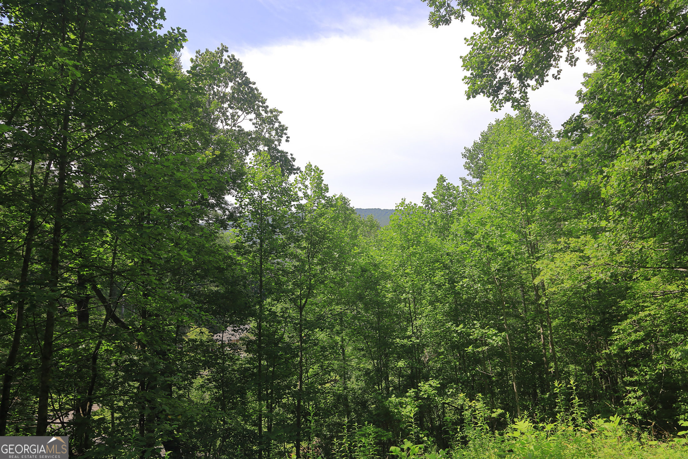 29 Cool Spring Lane Clayton, GA 30525 - Photo 14 of 15 a view of a lush green forest