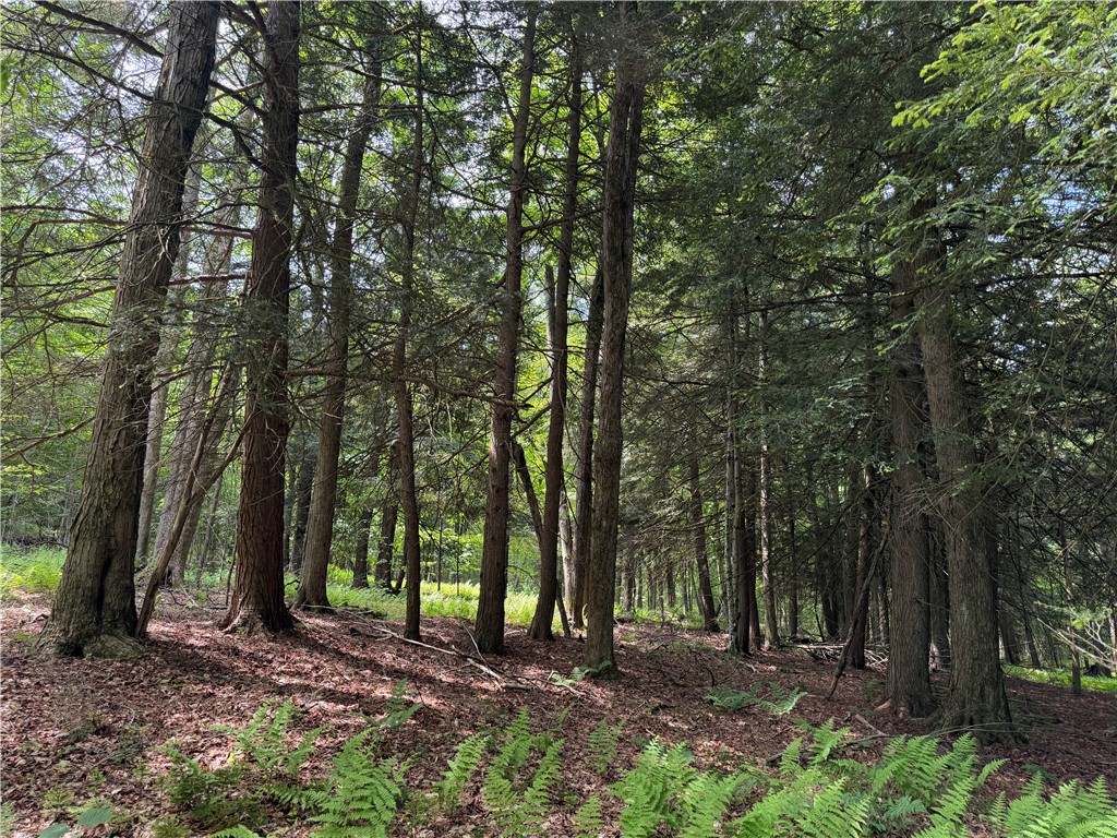 Vl 106 Road Alma, NY 14708 - Photo 11 of 36 Gallery Image 11