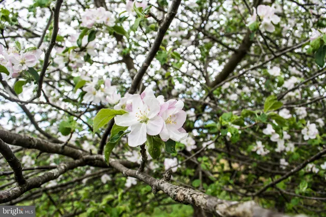 $18,000 | Lot 46 Smiley Face Lane, McHenry, MD 21541