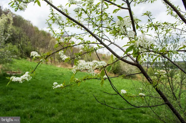 $18,000 | Lot 46 Smiley Face Lane, McHenry, MD 21541