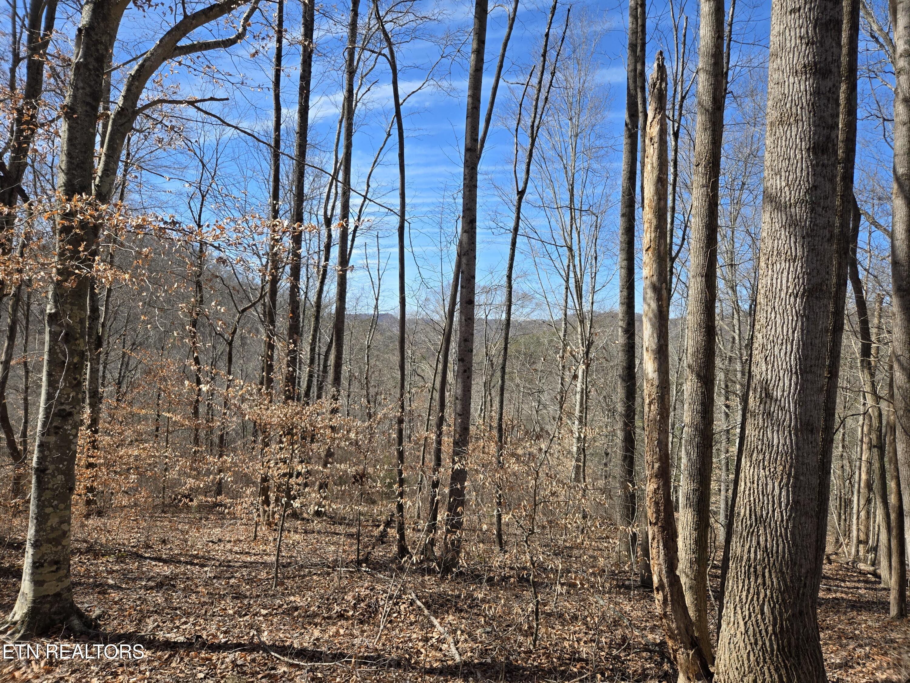 204 Archer Road Luttrell, TN 37779 - Photo 8 of 15 20260220_131314