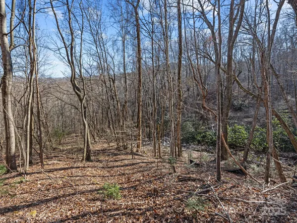 a view of a yard with plants and trees