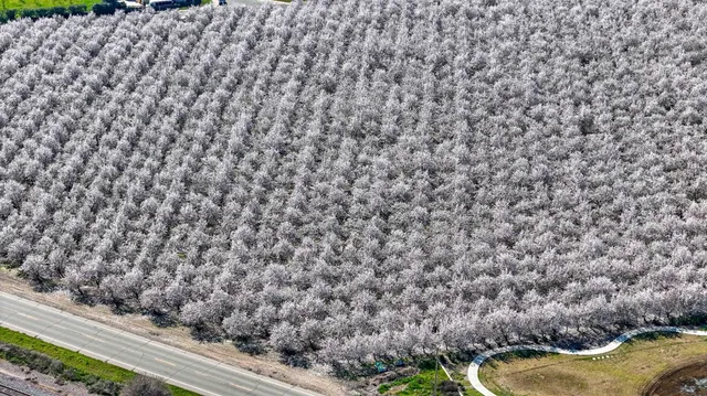 a view of a yard with a garden