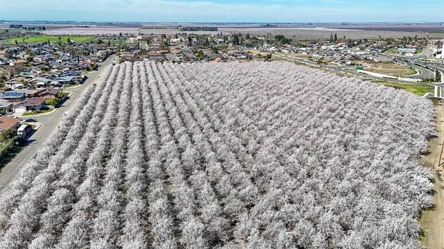 a view of a forest with trees