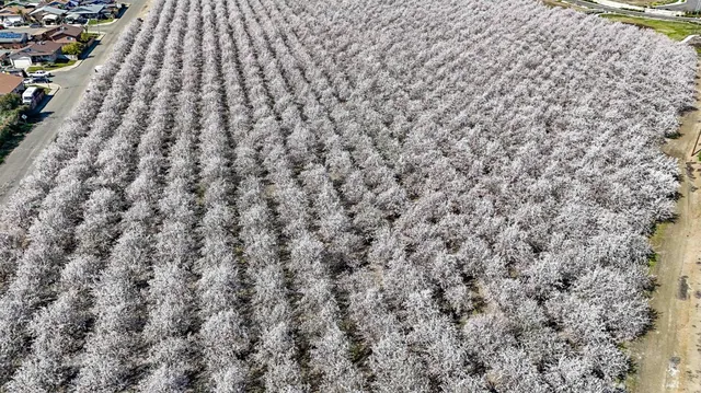 a view of trees with some trees