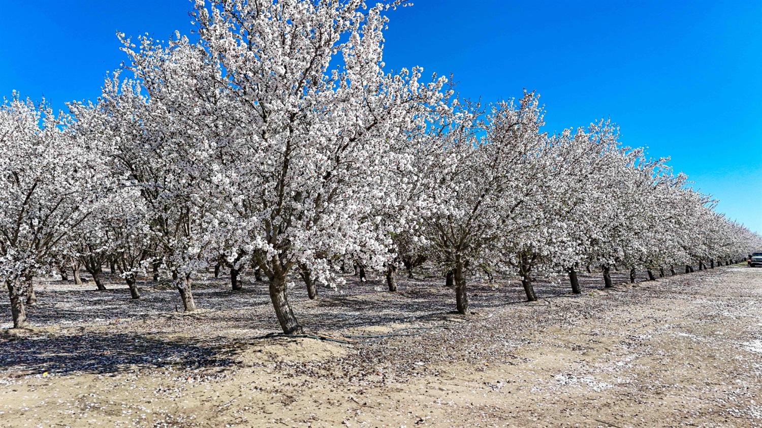 0 Santa Fe Avenue Planada, CA 95365 - Photo 30 of 40 a view of a forest with trees