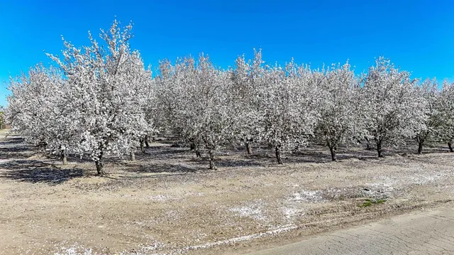 a view of a yard with a tree