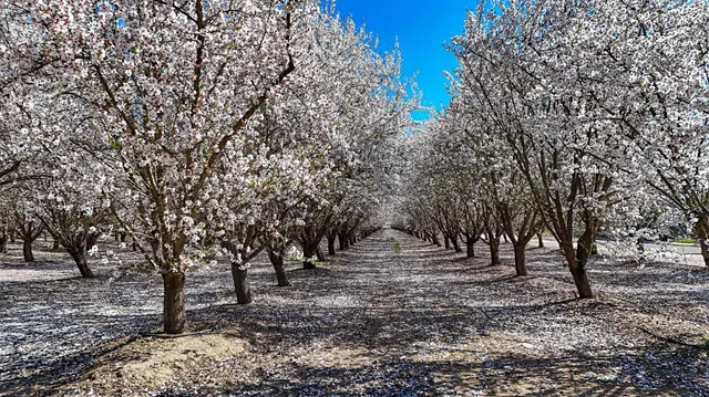 a view of outdoor space with deck and trees