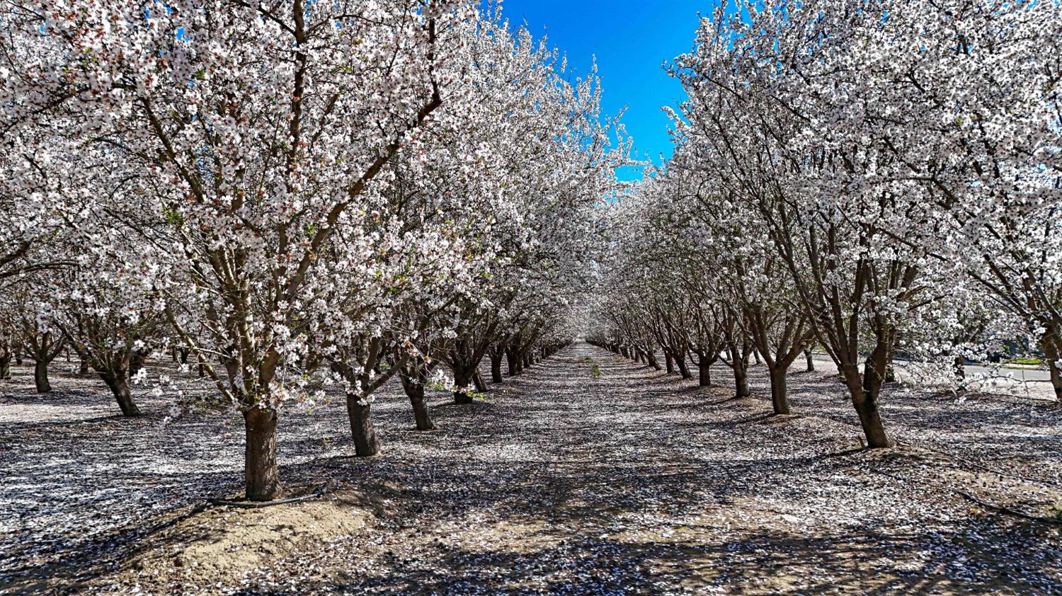 0 Santa Fe Avenue Planada, CA 95365 - Photo 31 of 40 a view of trees with some trees