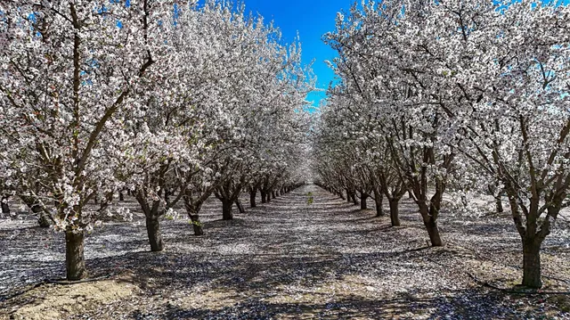 a view of a yard with lots of trees