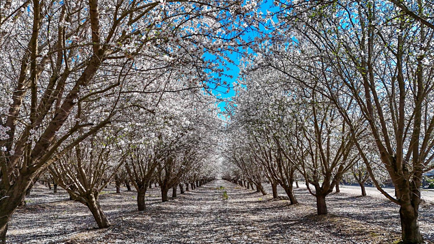 0 Santa Fe Avenue Planada, CA 95365 - Photo 33 of 40 a picture of trees